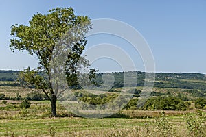 Landscape of summer nature with green glade, forest and big single tree, Sredna Gora mountain