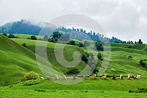 The landscape of summer valley meadows of Nalati photo