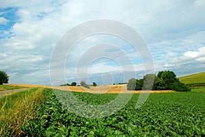landscape in summertime