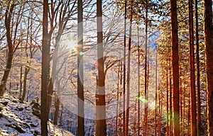 Landscape with sun rays in winter forest
