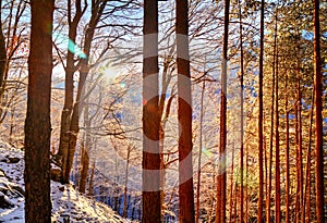 Landscape with sun rays in winter forest