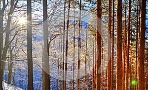 Landscape with sun rays in winter forest