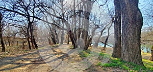 Landscape with sunbeams illuminating a dirt road in a spring forest