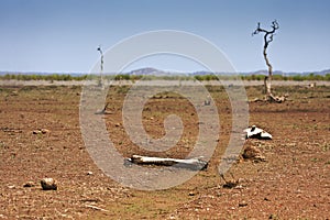 Landscape sunburned and buffalo bones, Kruger, South Africa