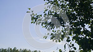 Landscape with sunflare through tree leaves, island and water