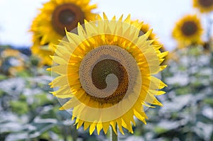 Landscape from a sunflower farm. Field of sunflowers for sunflowers flowers.