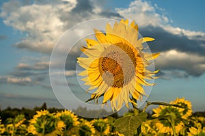 Landscape from a sunflower farm. Sunflowers flowers. Field of sunflowers..