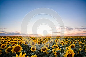 Landscape of sunflower field with deep-blue sky