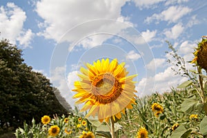 Landscape with sunflower field over cloudy blue sky