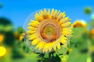 Landscape with sunflower