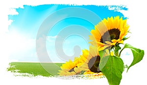 Landscape - sunflowers, green land, blue sky