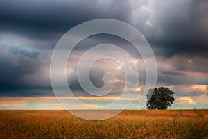 Landscape, sunny dawn in a field and meadow