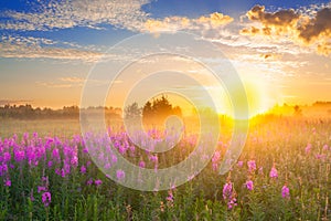 Landscape with sunrise and blossoming meadow