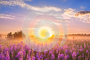 Landscape with sunrise and blossoming meadow