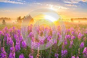 Landscape with sunrise and blossoming meadow