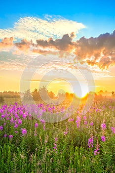 Landscape with sunrise  and  blossoming meadow