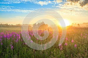 Landscape with the sunrise and blossoming meadow