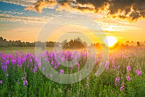 Landscape with sunrise and blossoming meadow