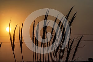 Sunset landscape Pasture fields in Argentina