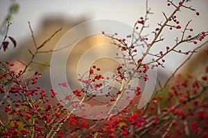 Deva hill citadel at the sunset