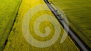 Landscape at sunset, dirt road, green field at sunset, Tracks from a tractor in a field