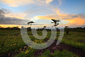 Landscape sunset and flowers at Phu Hin Rong Kla National Park,P