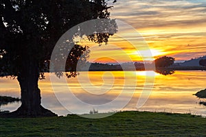 Landscape at sunset with an oak, a lake and mountains