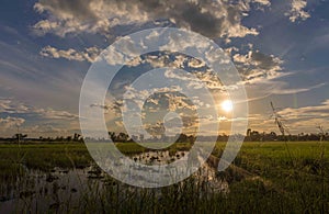 Landscape sunset on rice field with beautiful blue sky and clouds reflection in water