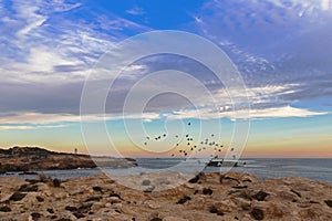 Landscape sunset view of Rock dove birds flying at Cape Dombey i