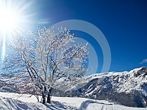 Landscape with sunshine and snowy tree