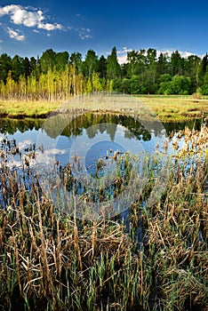 Landscape with swamp