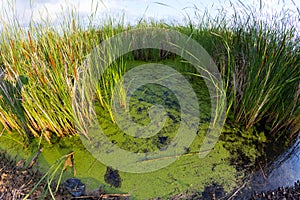Landscape of swamp photo