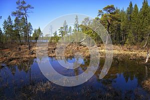 Landscape with swamp and pines. Arctic