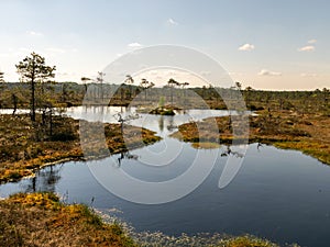 Landscape with swamps and swamp lakes