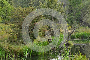 Landscape of a swampy plain river. photo