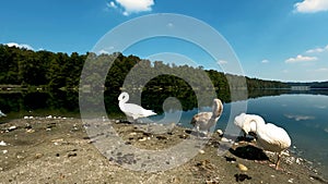 Landscape with swans on the River - 5K