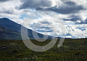 Landscape in Sweden with a reindeer