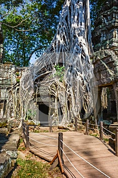 A landscape of Ta Phrom temple in Siem Reap, Cambodia.