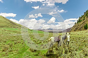 Landscape by tagong grassland with horse in Sichuan