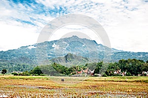 Landscape of Tana Toraja. Rice field with buffalo, traditional torajan buildings, tongkonans and mountains on a background. Rantep