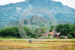 Landscape of Tana Toraja. Rice field with buffalo, traditional torajan buildings, tongkonans. Rantepao, Sulawesi, Indonesia