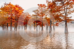 Landscape with Taxodium trees in water, orange needles and morning fog. Autumnal swamp cypresses on lake with reflection