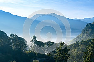 Landscape of Tea Field with fog in morning at Chiangmai