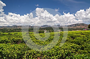 Landscape with tea fields at Sahambavy, Fianarantsoa ,Madagascar