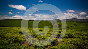 Landscape with tea fields at Sahambavy, Fianarantsoa ,Madagascar