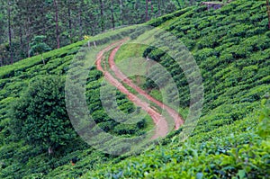 Landscape of Tea Plantation