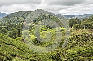 Z čaj plantáž na kopcovitý údolie v vysočina malajzia 