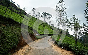 Landscape Tea Plantation of Lipton Seat Image