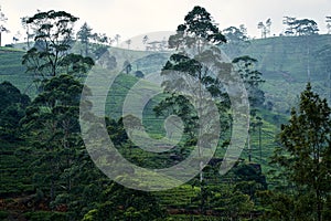 Landscape Tea Plantation of Lipton Seat Image