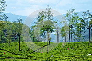 Landscape Tea Plantation of Lipton Seat Image